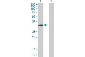 Western Blot analysis of SH3GL3 expression in transfected 293T cell line by SH3GL3 MaxPab polyclonal antibody. (SH3GL3 Antikörper  (AA 1-288))