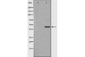 Western blot analysis of AurA expression in COS7 cells. (AurA Antikörper)