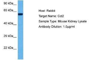 Host: Mouse Target Name: CCT2 Sample Tissue: Mouse Kidney Antibody Dilution: 1ug/ml (CCT2 Antikörper  (Middle Region))