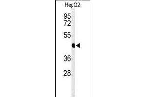 Western Blotting (WB) image for anti-Hemochromatosis Type 2 (Juvenile) (HFE2) (AA 308-338), (C-Term) antibody (ABIN653652)