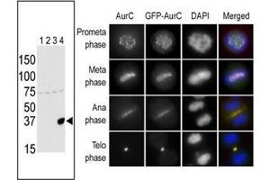 The anti-Aurora C Pab is used in Western blot to detect Aurora C in lysates of 293 cells expressing Flag tag (Lane 1), Flag-tagged Aurora A (Lane 2), Flag-tagged Aurora B (Lane 3) or Flag-tagged Aurora C (Lane 4). (Aurora Kinase C Antikörper  (N-Term))