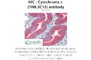 Image no. 3 for anti-Cytochrome C, Somatic (CYCS) antibody (ABIN5693541) (Cytochrome C Antikörper)