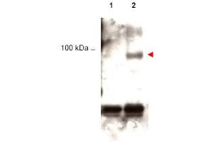 Image no. 1 for anti-Signal Transducer and Activator of Transcription 1, 91kDa (STAT1) (pTyr701) antibody (ABIN401047) (STAT1 Antikörper  (pTyr701))