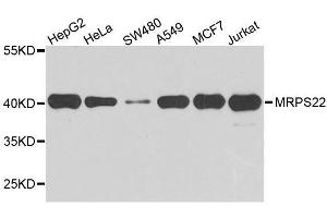 Western blot analysis of extracts of various cell lines, using MRPS22 antibody. (MRPS22 Antikörper  (AA 1-360))