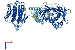 HSD17B4 Protein (AA 1-735) (His tag)