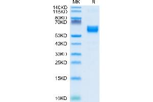 Human NKG2A/CD159a on Tris-Bis PAGE under reduced condition. (KLRC1 Protein (AA 100-219) (Fc Tag))