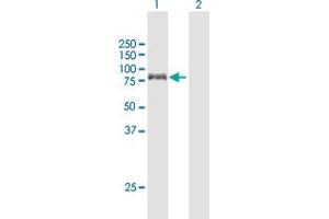 Western Blot analysis of MTHFR expression in transfected 293T cell line by MTHFR MaxPab polyclonal antibody. (MTHFR Antikörper  (AA 1-656))