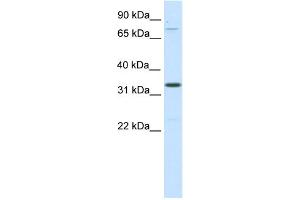 WB Suggested Anti-Duxbl Antibody Titration:  0. (DUXBL1 Antikörper  (C-Term))