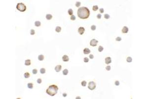 Immunohistochemistry (IHC) image for anti-Anosmin (ANOS1) (Middle Region) antibody (ABIN1030853)