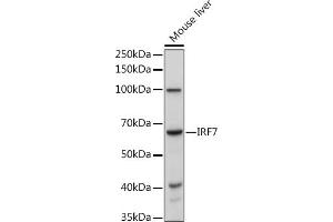 Western blot analysis of extracts of Mouse liver, using IRF7 antibody (ABIN1513103, ABIN3020650, ABIN3020652 and ABIN6213641) at 1:1000 dilution. (IRF7 Antikörper  (AA 257-516))