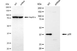 Western blotting analysis using p38 antibody (ABIN7799444).