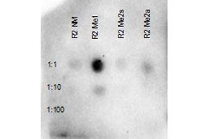 Dot Blot of Rabbit Anti-Histone H3 R3 Me1 Antibody. (Histone 3 Antikörper  (H3R2me))