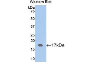 Western Blotting (WB) image for anti-Retinol Binding Protein 1, Cellular (RBP1) (AA 2-135) antibody (ABIN1078474)