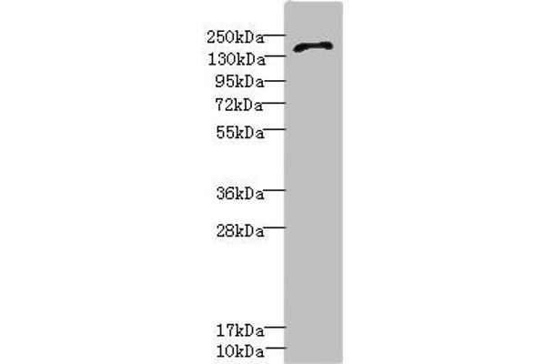 GRIN2D 抗体  (AA 330-480)