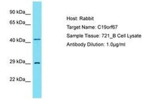 Image no. 1 for anti-Chromosome 19 Open Reading Frame 67 (C19ORF67) (N-Term) antibody (ABIN6750822) (C19ORF67 Antikörper  (N-Term))