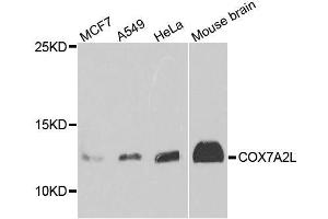 Western blot analysis of extracts of various cell lines, using COX7A2L antibody. (COX7A2L Antikörper  (AA 1-114))