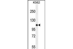 KIL Antibody (N-term) (ABIN654924 and ABIN2844567) western blot analysis in K562 cell line lysates (35 μg/lane). (KIAA1324-Like Antikörper  (N-Term))