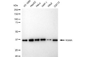anti-RGM Domain Family, Member A (RGMA) antibody