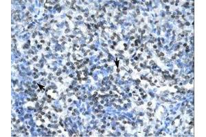 Image no. 1 for anti-Claudin 17 (CLDN17) (AA 103-152) antibody (ABIN202084)