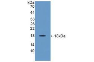 Western blot analysis of recombinant Rat IL17. (IL-17 Antikörper  (AA 18-150))
