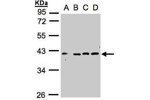 WB Image Sample(30 ug whole cell lysate) A:293T B:A431, C:HeLa S3, D:Hep G2 , 10% SDS PAGE antibody diluted at 1:1000