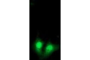 Immunofluorescence (IF) image for anti-Exosome Component 7 (EXOSC7) antibody (ABIN1498143) (EXOSC7 Antikörper)