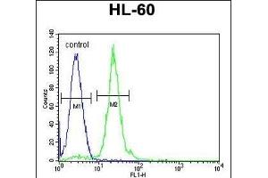 CPT1C Antibody (C-term) (ABIN655406 and ABIN2844952) flow cytometric analysis of HL-60 cells (right histogram) compared to a negative control cell (left histogram). (CPT1C Antikörper  (C-Term))