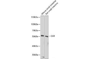 Western blot analysis of extracts of various cell lines using CA9 Polyclonal Antibody at dilution of 1:1000. (CA9 Antikörper)