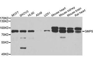 Western blot analysis of extracts of various cell lines, using GMPS antibody. (GMP Synthase Antikörper)