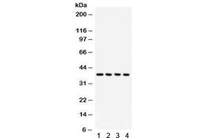 Western blot testing of 1) rat testis, 2) mouse testis, 3) human HeLa and 4) 293 lysate with JAB1 antibody. (COPS5 Antikörper  (AA 8-334))