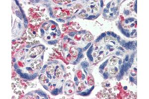 Anti-C1S / Complement C1s antibody IHC staining of human placenta. (C1S Antikörper)