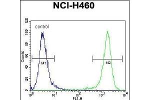 C10orf72 Antibody (Center) (ABIN655143 and ABIN2844765) flow cytometric analysis of NCI- cells (right histogram) compared to a negative control cell (left histogram). (VSTM4 Antikörper  (AA 142-170))