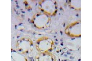 Used in DAB staining on fromalin fixed paraffin-embedded Kidney tissue (APP Antikörper  (AA 672-711))