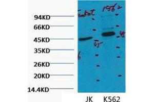 Western Blot (WB) analysis of 1) Jurkat, 2) K562, diluted at 1:2000. (CD16 Antikörper)