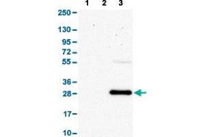 Western Blot analysis with SLAMF7 polyclonal antibody . (SLAMF7 Antikörper  (AA 253-323))