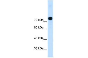Alpha Actinin 4 antibody used at 0. (alpha Actinin 4 Antikörper  (N-Term))