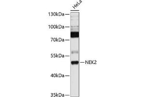 Western blot analysis of extracts of HeLa cells, using NEK2 antibody  at 1:1000 dilution. (NEK2 Antikörper  (C-Term))