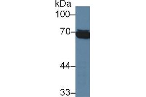Western blot analysis of Human Raji cell lysate, using Human HSPA1L Antibody (3 µg/ml) and HRP-conjugated Goat Anti-Mouse antibody ( (TPSAB1 Antikörper  (AA 161-262))
