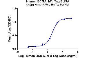 ELISA image for Tumor Necrosis Factor Receptor Superfamily, Member 17 (TNFRSF17) (AA 1-54) protein (Fc Tag) (ABIN7273940)