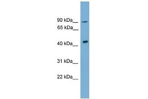 WB Suggested Anti-Dmrt1 Antibody Titration:  0. (DMRT1 Antikörper  (C-Term))
