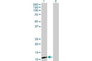 Western Blot analysis of MRPS12 expression in transfected 293T cell line by MRPS12 MaxPab polyclonal antibody. (MRPS12 Antikörper  (AA 1-138))