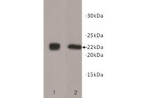 Western Blotting (WB) image for anti-CD90 (THY1) antibody (ABIN1854986) (CD90 Antikörper)
