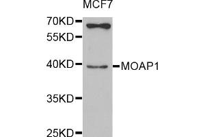 Western blot analysis of extracts of MCF-7 cells, using MOAP1 antibody (ABIN5974997) at 1/1000 dilution. (MOAP1 Antikörper)