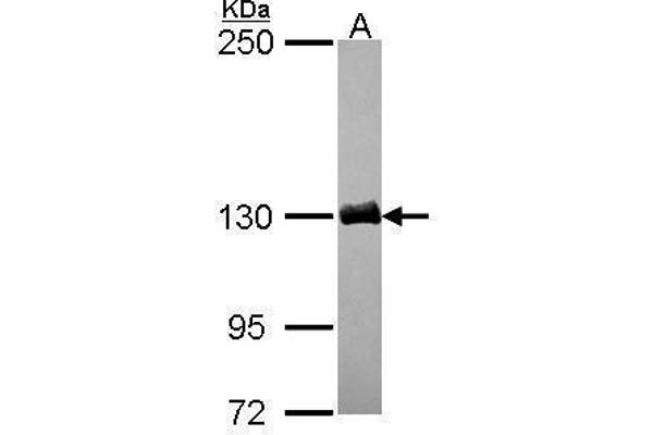 Dynactin 1 Antikörper  (C-Term)