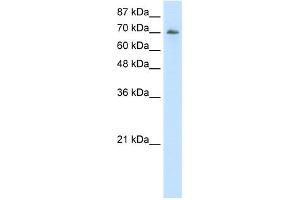 WB Suggested Anti-ILF3 Antibody Titration:  2. (Interleukin enhancer-binding factor 3 (ILF3) (C-Term) Antikörper)