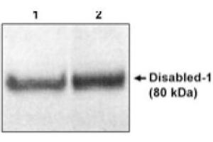 Image no. 1 for anti-Disabled Homolog 1 (Drosophila) (DAB1) (N-Term) antibody (ABIN264969)