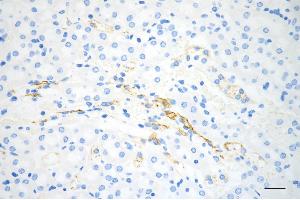 Immunohistochemistry was performed on paraffin-embedded mouse kidney using TNF receptor associated protein 1 antibody (ABIN7800567), 1:200). (Rekombinanter TRAP1 Antikörper)