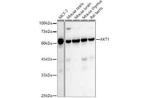 Western blot analysis of extracts of various cell lines, using  antibody (ABIN7271243) at 1:1000 dilution. (AKT1 Antikörper)