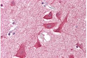 Anti-NKX3-2 antibody IHC staining of human brain, cortex. (NKX3-2 Antikörper  (Internal Region))
