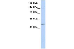 PRDM15 antibody used at 1 ug/ml to detect target protein. (PRDM15 Antikörper  (Middle Region))